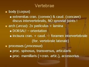 Vertebrae body corpus extremitas cran convex caud concave