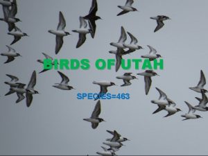 Birds of utah identification