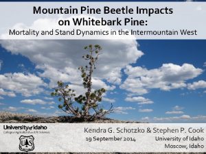 Mountain Pine Beetle Impacts on Whitebark Pine Mortality