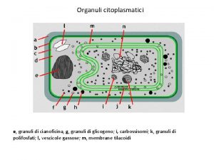 Organuli citoplasmatici e granuli di cianoficina g granuli