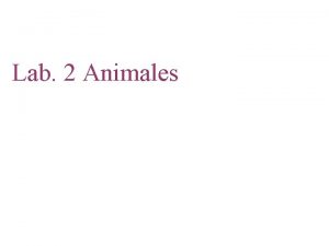 Lab 2 Animales Fig 33 2 Calcarea and