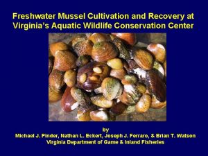 Freshwater Mussel Cultivation and Recovery at Virginias Aquatic