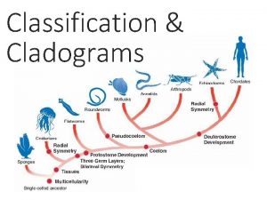 Cladogram of kingdoms