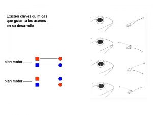 Existen claves qumicas que guan a los axones