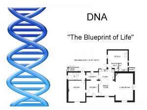 DNA The Blueprint of Life DNA stands for
