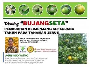 Teknologi BUJANGSETA PEMBUAHAN BERJENJANG SEPANJANG TAHUN PADA TANAMAN