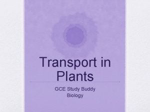 Transport in Plants GCE Study Buddy Biology Transport