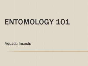 ENTOMOLOGY 101 Aquatic Insects AQUATIC INSECTS Topics Common
