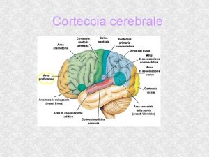 Corteccia cerebrale Il Cervello e suddiviso in due