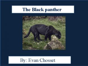 Black panther life cycle of a panther