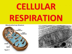 CELLULAR RESPIRATION ATP CELLULAR RESPIRATION Why do organisms