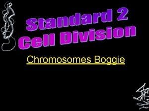 Chromosomes Boggie Chromosome Condensed form of chromatin A