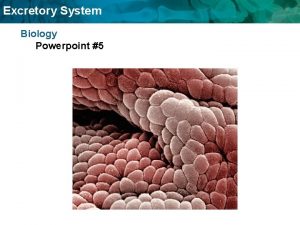 Excretory System Biology Powerpoint 5 Excretory System Function