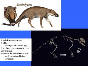 Fossils from the Eocene Piglike Indohyus Indias pig