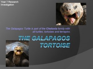 Galapagos turtle phylum