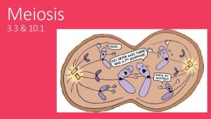 Meiosis 3 3 10 1 Essential Idea Alleles