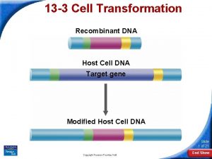 13-3 cell transformation