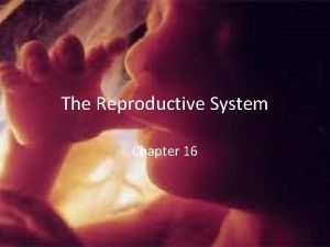 The reproductive system chapter 16