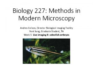 Biology 227 Methods in Modern Microscopy Andres Collazo