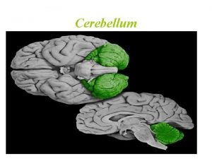 Cerebellum Cerebellum Site Posterior cranial fossa behind pons
