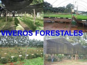 Ciclo Forestal Superficies cubiertas por bosques nativos y