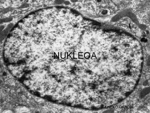 NUKLEOA ENEKO GARCIA Zelula eukariotiko baten ADNaren zatirik