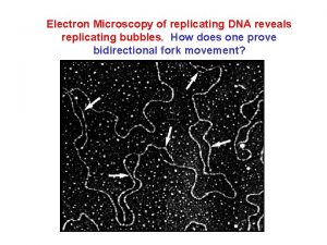 Electron Microscopy of replicating DNA reveals replicating bubbles