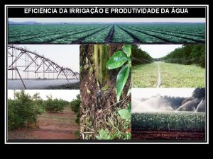 EFICINCIA DA IRRIGAO E PRODUTIVIDADE DA GUA MANEJO