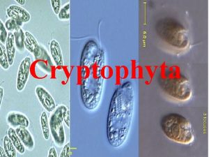 Cryptophyta Cryptophyta The principal Characteristics of the Cryptophyta