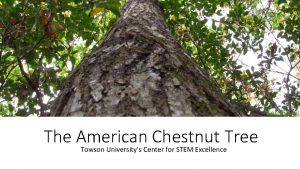 dakotafire net The American Chestnut Tree Towson Universitys