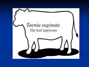 Taenia saginata Beef tapeworm Hookless tapeworm Taeniasis saginata