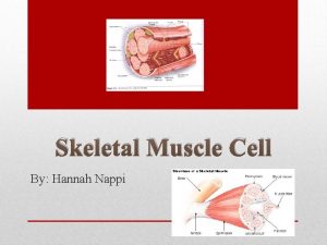 Skeletal Muscle Cell By Hannah Nappi Striated muscle