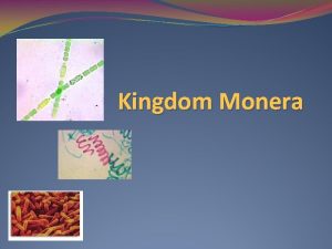 Kingdom bacteria characteristics