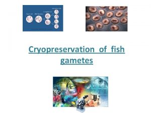 Cryopreservation of fish gametes