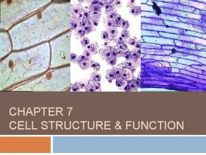 CHAPTER 7 CELL STRUCTURE FUNCTION 7 2 Eukaryotic