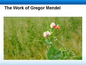 The Work of Gregor Mendel Mendels Experiments Peas