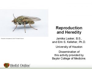 Reproduction and Heredity Drosophila melanogaster fruit fly Thithawat