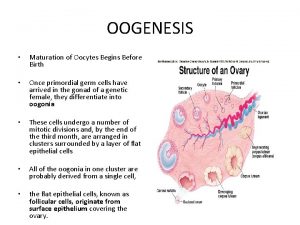 OOGENESIS Maturation of Oocytes Begins Before Birth Once