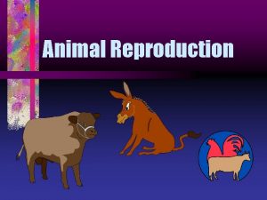 Animal Reproduction Male Reproductive Tract Testes male gonad