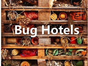 Bug Hotels Why do bugs need hotels In