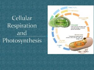 Cellular Respiration and Photosynthesis Cellular Respiration Definition The