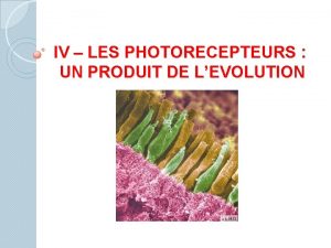 IV LES PHOTORECEPTEURS UN PRODUIT DE LEVOLUTION Doc