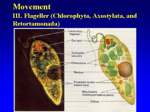 Movement III Flageller Chlorophyta Axostylata and Retortamonada Cilia