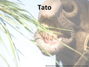 Tipos de tato