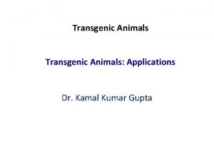 Transgenic Animals Applications Dr Kamal Kumar Gupta Mice