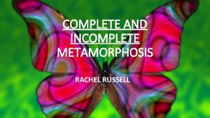 COMPLETE AND INCOMPLETE METAMORPHOSIS RACHEL RUSSELL Content Area