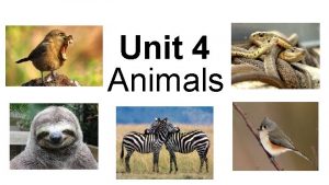 Unit 4 Animals animal characteristics 1 Symmetry Body
