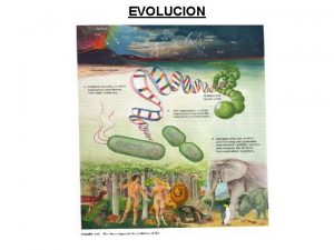 EVOLUCION SISTEMAS ABIERTOS MATERIA Y ENERGIA en ORG