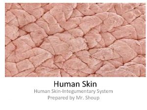 Human SkinIntegumentary System Prepared by Mr Shoup Skin