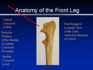 Anatomy of the Front Leg Lateral Coronoid is